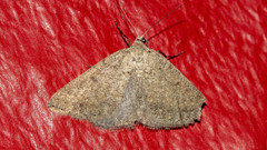 Tapinogyna perichroa