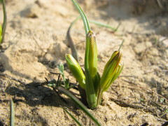 Gagea pusilla