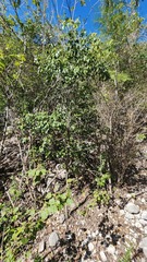 author not stated, no rights reserved Amyris elemifera, photograph author not stated, no rights reserved