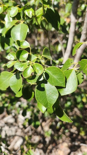 Amyris elemifera, photograph 2