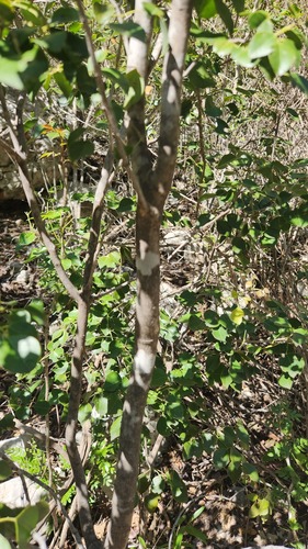 Amyris elemifera, photograph 4