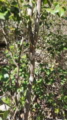 author not stated, no rights reserved Amyris elemifera, photograph author not stated, no rights reserved