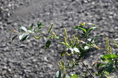 Salix phylicifolia