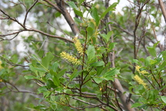 Salix phylicifolia