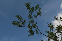 Salix phylicifolia