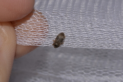 Mitrastethus australiae