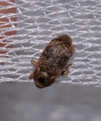 Mitrastethus australiae