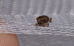 Mitrastethus australiae