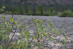 Salix taraikensis