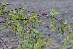 Salix taraikensis
