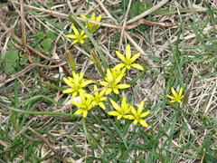 Gagea pusilla