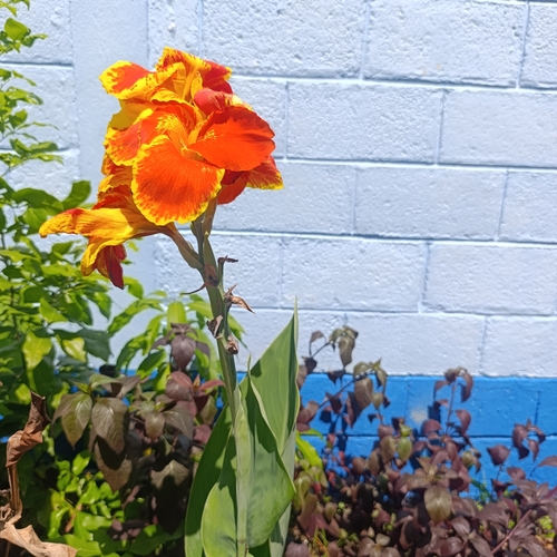 Canna indica iNat (2)