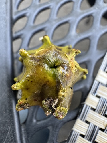 Knopper Gall Wasp, Wakkerendijk, Eemnes, Utrecht, NL, photo 3 of 10
