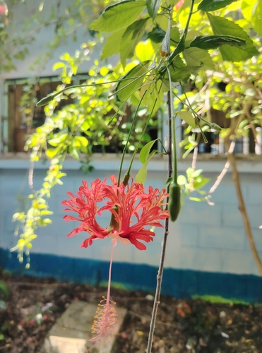 Hibiscus rosa-sinensis iNat (2)