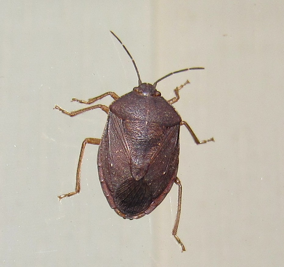 Stictochilus
