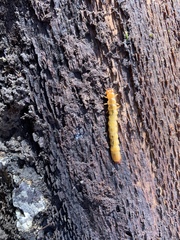 Dendroides canadensis