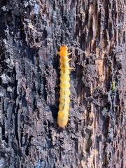 Dendroides canadensis