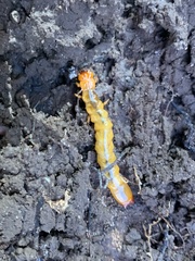 Dendroides canadensis