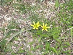 Gagea pusilla
