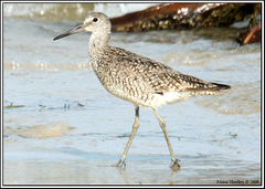 Tringa semipalmata semipalmata