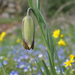 Fritillaria latakiensis - Photo (c) M. Salimeh, some rights reserved (CC BY-NC), uploaded by M. Salimeh