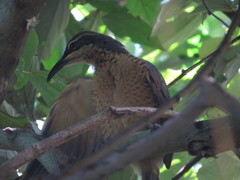 Ptiloris victoriae