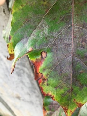 Phyllosticta ampelicida