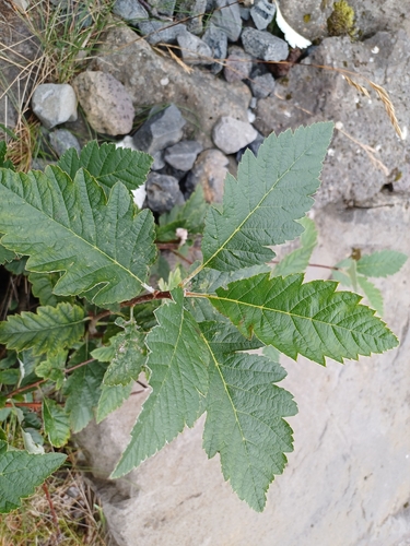 jarabina prostredná (Scandosorbus intermedia)