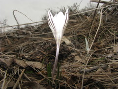 Crocus reticulatus
