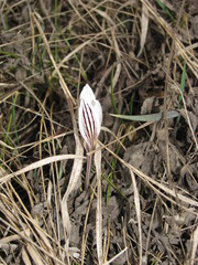 Crocus reticulatus