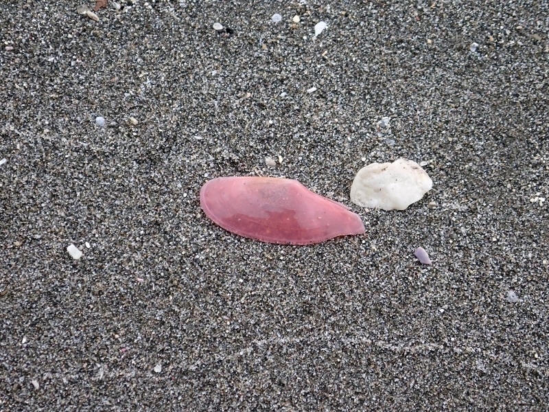 Pharaonella