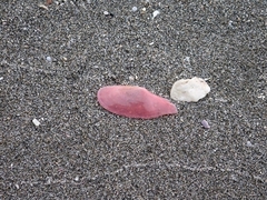 Pharaonella sieboldii