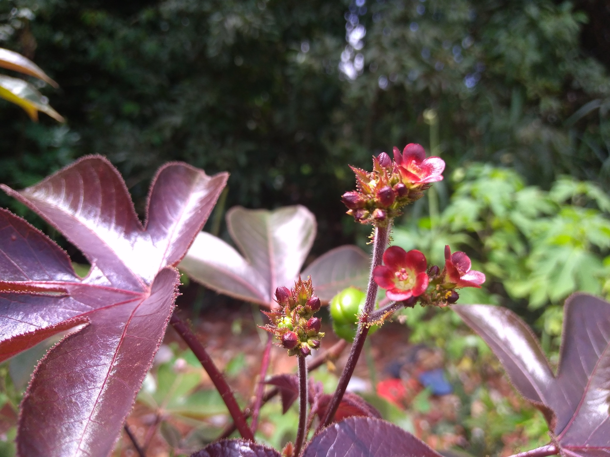 Jatropha gossypiifolia