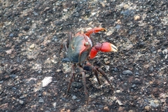 Chiromantes haematocheir