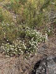 Metalasia pulchella