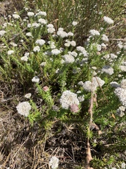 Metalasia pulchella