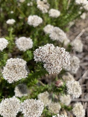 Metalasia pulchella