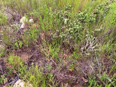 Hermannia joubertiana