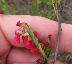 Hermannia joubertiana
