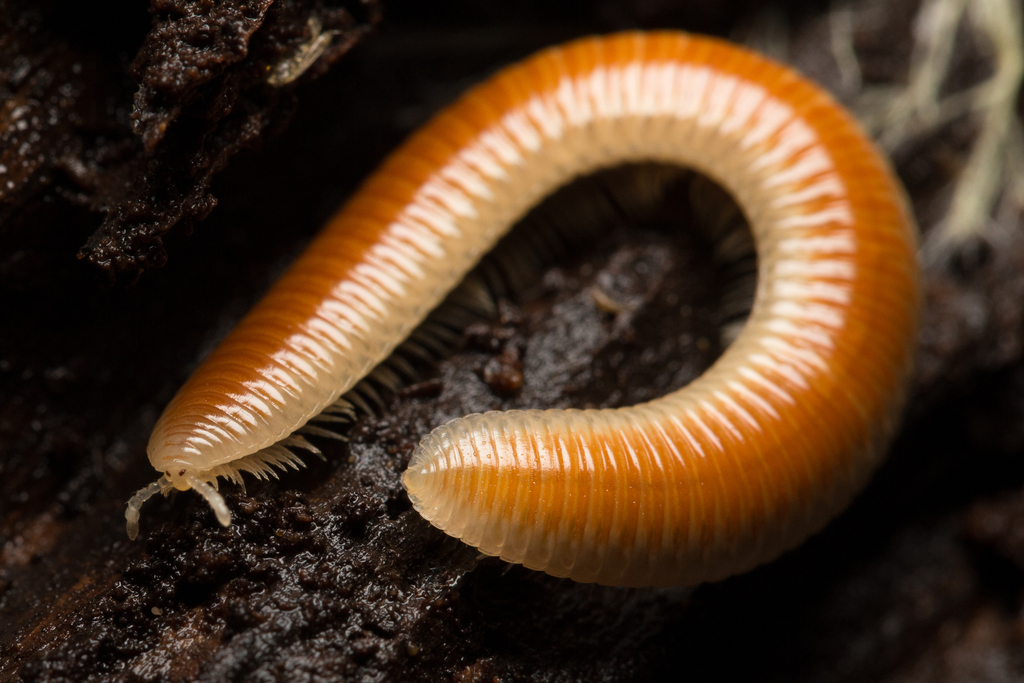 Buzonium crassipes