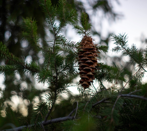 Bigcone Douglas-fir