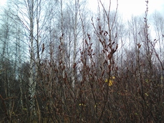 Betula humilis