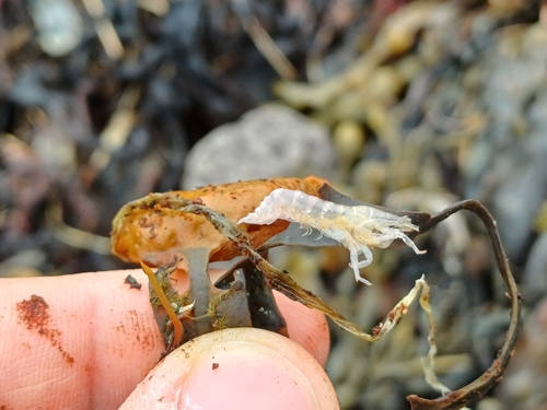 Viši raci (Malacostraca)