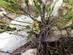 Euchaetis longibracteata