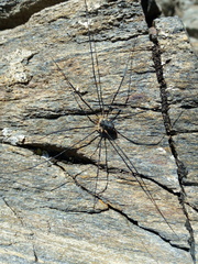Mitopus glacialis