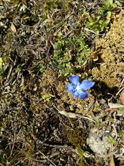 Gentiana brachyphylla