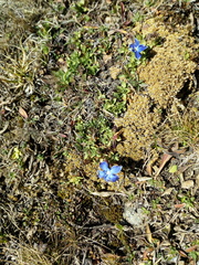 Gentiana brachyphylla