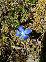 Gentiana brachyphylla