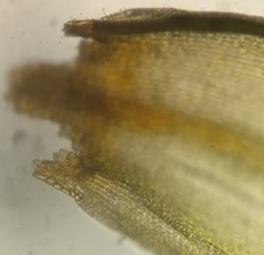 Schistidium crassipilum