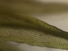 Schistidium crassipilum